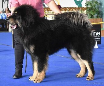 Tibetská doga štěňata s PP (FCI) 2025/26 dva vrhy