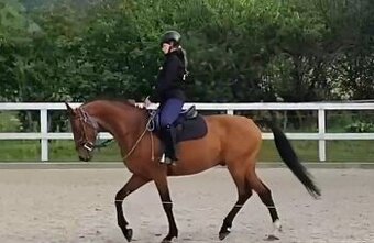 ČT – valach 9 let, 158 cm | pro zkušenější jezdkyni s citem