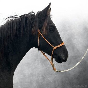 Lusitano x Welsh B - 1