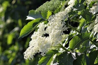 Domácí slivovice z černého bezu