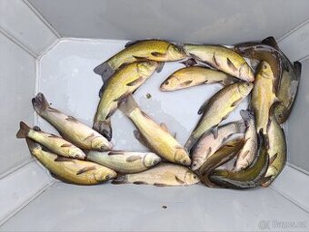 Lín obecný 20- 25 cm