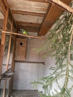 Samička Barnard límcový