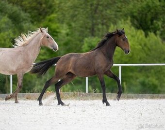 Lusitano klisna, narozena 2024