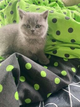 Britská modrá koťata