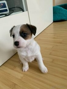 Štěně fenka JRT Jack russell teriér