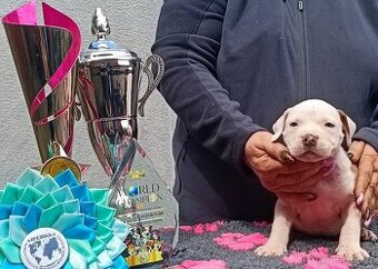 Americký stafordšírský teriér modrá št.s rodokmenem k odběru