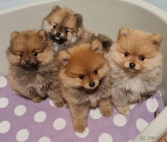 Pomeriana Boo