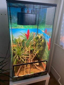Prodám chameleona jemenského + terárium vybavené