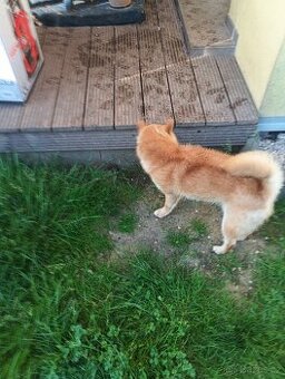 Daruji větší štěně Shiba inu - 1