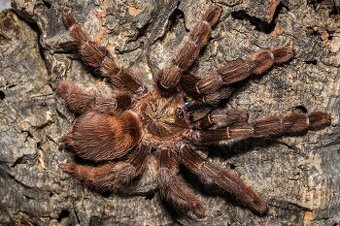 Psalmopoeus reduncus samice