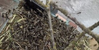 Saranče všežravé (Locusta migratoria) 🦗