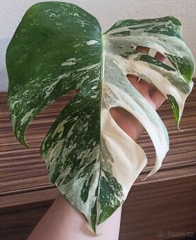 Monstera albo variegata