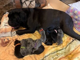 Štěňata Cane Corso k prodeji – narozená 31. 7. 2025