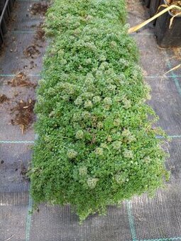 Prodám sazenice mateřídoušky Thymus praecox ´Minor´