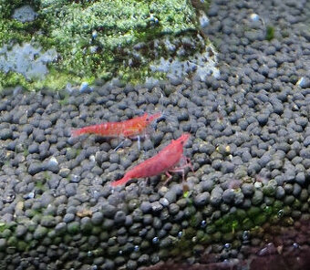 Prodám krevetky Neocaridina Red Cherry - 1