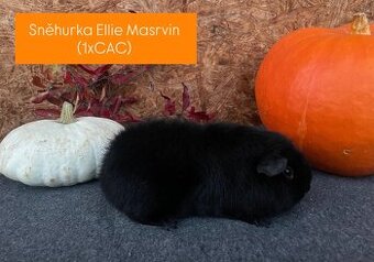 Morčátka plemene US Teddy