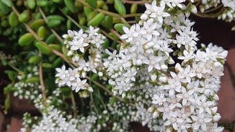 Prodám misku skalniček