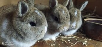 Zakrslí králíčci