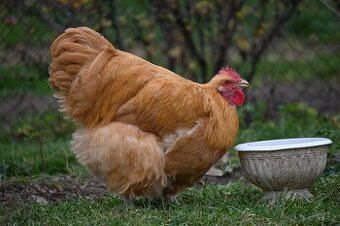 Kohouti orpingtonky