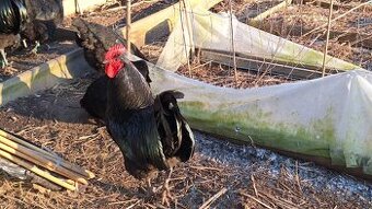 Čistokrevní kohouti Australka velká