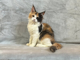 Tříbarevná kočička - Mainská mývalí s PP