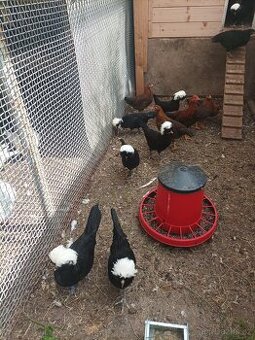 Prodám  násadová vejce.