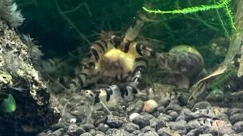 Sladkovodní krevety