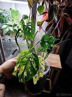 Monstera adansonii "japanese tricolor"