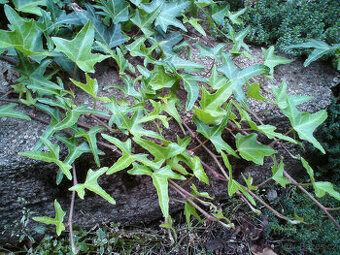 sazenice 3 druhů břečťanů - - viz text a fota