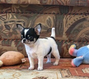 Čivava krátkosrstá s PP