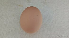 Čerstvá domácí vajíčka