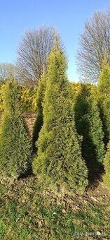 Thuja, Tůje