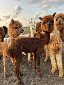 Lama alpaka - samice - 1