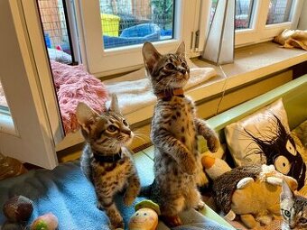 2. Savannah F4 – malí elegáni s velkým srdcem 😻