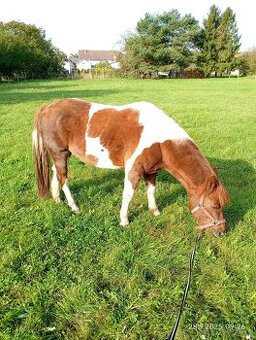 Pony