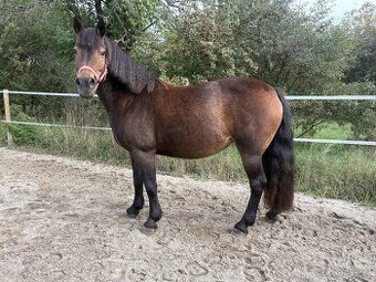 Klisna welsh part bred s PP