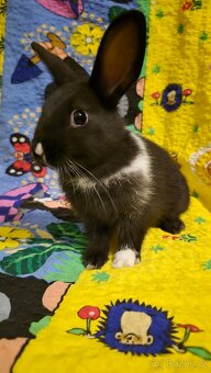 Zakrslý králíček