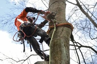 Rizikové kácení a ořezy stromů - Brno, Blansko a okolí