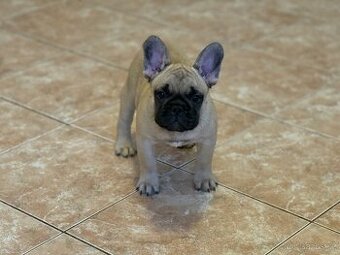 Francouzský buldoček s PP ( FCI )