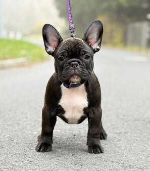 Francouzský buldoček s PP ( FCI )
