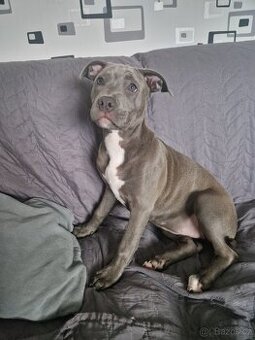 americký staford (velký )