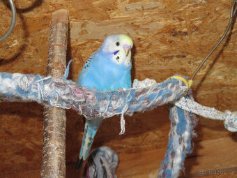 Andulky, mláďata na ochočení i do chovu