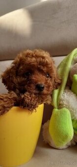 štěňata toy pudla 100%