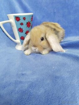 Vymazlení zakrslí králíčci - teddy, minilop, beranek