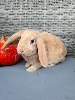 Zakrslý králík, králíček, beránek samec Rybízek