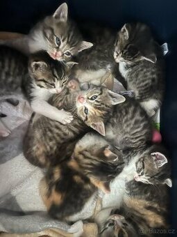 Daruji kotě, koťata, Třebíč, Vysočina