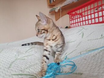 bengálská kočka, koťata