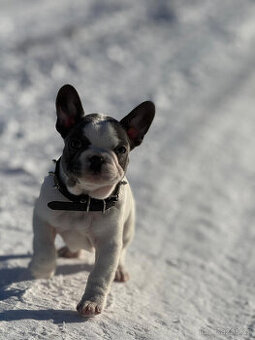 Francouzský buldoček