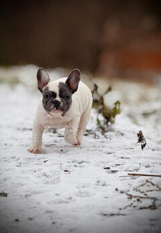 Francouzský buldoček