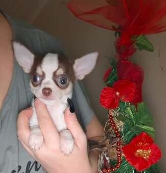 čivava čokoládové šteniatka